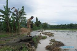 Hujan Deras, 380 Hektare Sawah di Sukoharjo Terendam Banjir