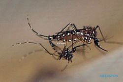 329 Warga Gunungkidul Terserang Demam Berdarah Dengue