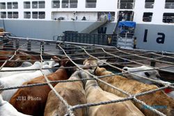 IMPOR SAPI : Konsumsi Daging Sapi Tinggi, Indonesia Butuh Impor 600.000 Sapi/Tahun