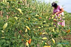 PERTANIAN BOYOLALI : Petani Sambat Tak Nikmati Kenaikan Harga Cabai