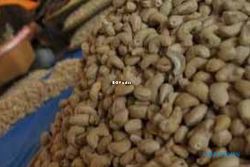 PERTANIAN GUNUNGKIDUL : Produksi Kacang Mete Menurun