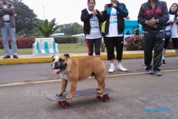 KISAH UNIK : Wow, Kini Ada Kursus Skateboard Khusus Bulldog!