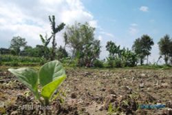  BIBIT TEMBAKAU : Petani Tembakau Manisrenggo Klaten Sulit Dapatkan Bibit