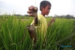 Hama Tikus Serang Puluhan Hektare Lahan
