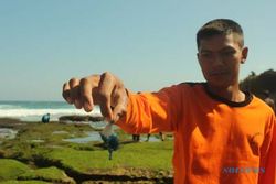 WISATA LEBARAN 2015 : Wisatawan Tersengat Ubur-ubur Dapat Segera Diatasi