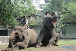 Kebun Binatang Surabaya Belajar pada Gembiraloka