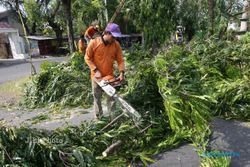 PENATAAN TAMAN KOTA SOLO : DPRD Minta BLH Tak Ditinggal Dalam Kaji Penebangan Pohon
