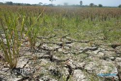 Musim Kemarau, Ribuan Hektare Lahan Pertanian di Pati Dibiarkan Nganggur