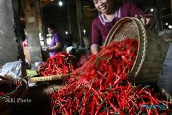 HARGA KEBUTUHAN : Di Kudus, Harga Cabai Keriting Tembus Rp25.000 Per Kilogram