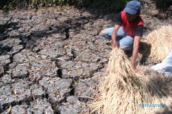 KRISIS AIR : Kekeringan Ancam 232 Hektare Lahan Pertanian