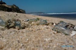 LIBUR LEBARAN 2013 : Wisata ke Pantai, Waspada Ubur-Ubur