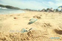 Bermain di Pantai Krakal, Tiga Pelajar Kesakitan Terserang Ubur-ubur