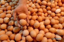 Telur di Bantul Bertahan Rp19.000 Per Kilogram