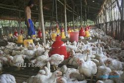 Puluhan Ayam Mati di Sumbermulyo Mati Mendadak