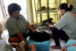 MUDIK LEBARAN 2013 : Hewan Terawat Saat Lebaran Berkat Jasa Penitipan