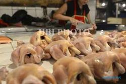 MUDIK LEBARAN 2013 : Harga Ayam Potong Melambung