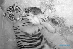 Dua Harimau Sumatra Lahir di Kebun Binatang Smithsonian Amerika Serikat