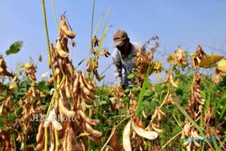KRISIS KEDELAI : Kementerian Pertanian Ingin Tambah 1/2 Juta Hektare Lahan Kedelai