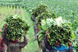  PANEN TEMBAKAU : Petani Tembakau di Cokro Klaten Mulai Panen
