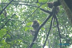 Kawanan Monyet Jarah Tanaman Perkebunan di Girimulyo