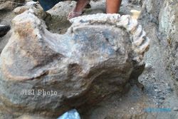 PENEMUAN FOSIL :  Rahang Gajah Purba Ditemukan di Pluluh Sragen