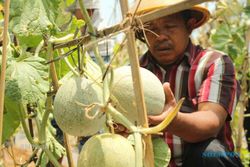 Petani di Pantai Porok Mulai Panen Melon