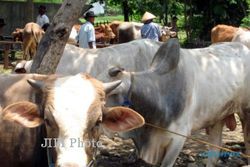 IDULADHA 2013 : Harga Sapi di Sleman Mulai Naik 25%