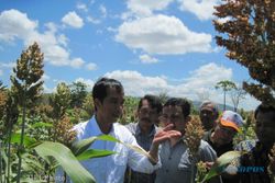 JOKOWI SAMBANGI WONOGIRI : Gubernur DKI Blusukan Ladang Sorgum Bawa Misi Sama