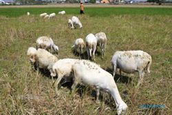 HEWAN MISTERIUS WONOGIRI : 18 Domba Dimangsa dalam 6 Jam, Warga Sandang Bedil