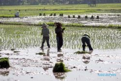 PERTANIAN KULONPROGO : Petani Banjaroya Berharap Dana Desa untuk Buat Saluran Air