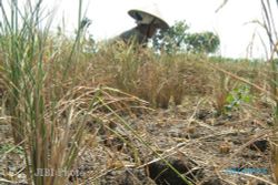  BENCANA KEKERINGAN : 17 Hektare Padi di Weru Sukoharjo Terancam Puso