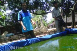  Budidaya Ikan Patin Kolam Terpal Digandrungi Warga Jembangan Sragen