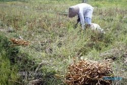 KEMARAU DI BANTUL : 9 Haktare Sawah Puso, 38 Hektare Terancam