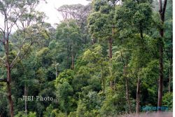 Luas Kawasan Hutan di Sragen Belum Penuhi Target