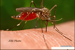 AMERICAN CHEMICAL SOCIETY : Peneliti Bakal Kembangkan Teknologi Hindari Gigitan Nyamuk