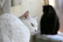 Kucing Dicekoki Miras Hingga Mati, Pelakunya Mahasiswa UIN Jogja