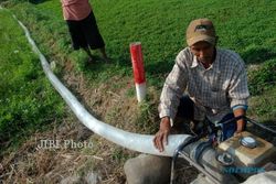 KEMARAU 2015 : Petani Pilangrejo Tebus Pengairan Sawah Rp18.000/Jam