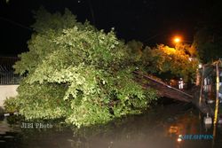 Pohon Tumbang Akibat Hujan Deras, Halangi Akses Jalan di Bantul