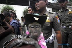 JOKOWI Tertibkan Topeng Monyet  Jadi Berita Media Internasional