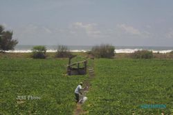 GELOMBANG TINGGI : Puluhan Hektare Lahan Melon Terancam Air Laut