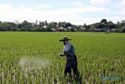 Wilayah Selatan Kulonprogo Berpotensi Diterapkan Pertanian Sistem Surjan