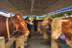 PETERNAKAN BOYOLALI : 2 Hari, 59 Sapi Unjuk Keunggulan di Kontes Ternak Jateng