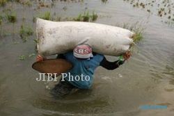 Petani Tulungagung Panen Dini karena Lahan Padi Terendam Banjir
