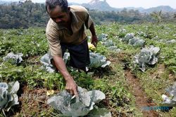   HAMA ULAT : Tanaman Diserang Ulat, Petani Sayur Tawangmangu Kelabakan