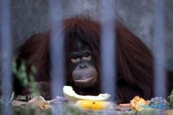 KONSERVASI SATWA : TSTJ Selamatkan Enam Orangutan