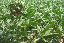 PERTANIAN BOJONEGORO : Lanas Ancam Pertumbuhan Benih Tembakau di Bojonegoro