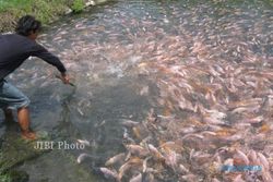 DKP Bantul Sulit Kendalikan Pemburu Ikan dengan Setrum dan Racun