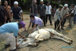 Kemenag Kulonprogo Imbau Penyembelihan Hewan Kurban Serentak Minggu