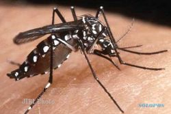 CHIKUNGUNYA WONOGIRI : Chikungunya Serang Wonogiri, Wilayah Serangan Terus Meluas