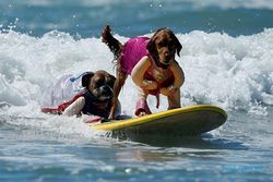 KISAH UNIK : Kompetisi Selancar Anjing Digelar di Tepi Pasifik   